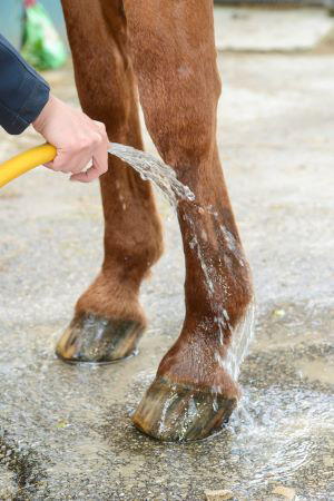 hosing horse's legs